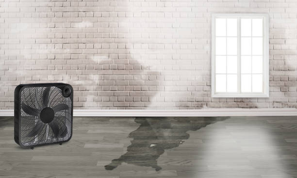 Best Sewage cleanup and water damage restoration  in Davis Junction, IL