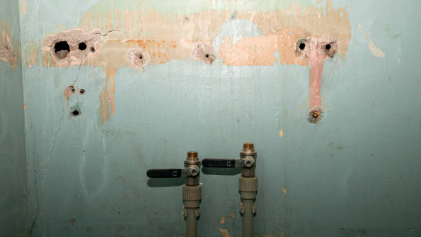 Best Water damage cleanup near me  in Davis Junction, IL